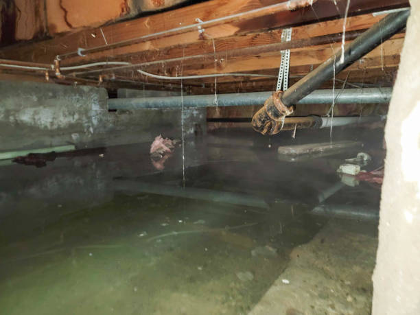 Best Flood damage cleanup  in Brainerd, MN